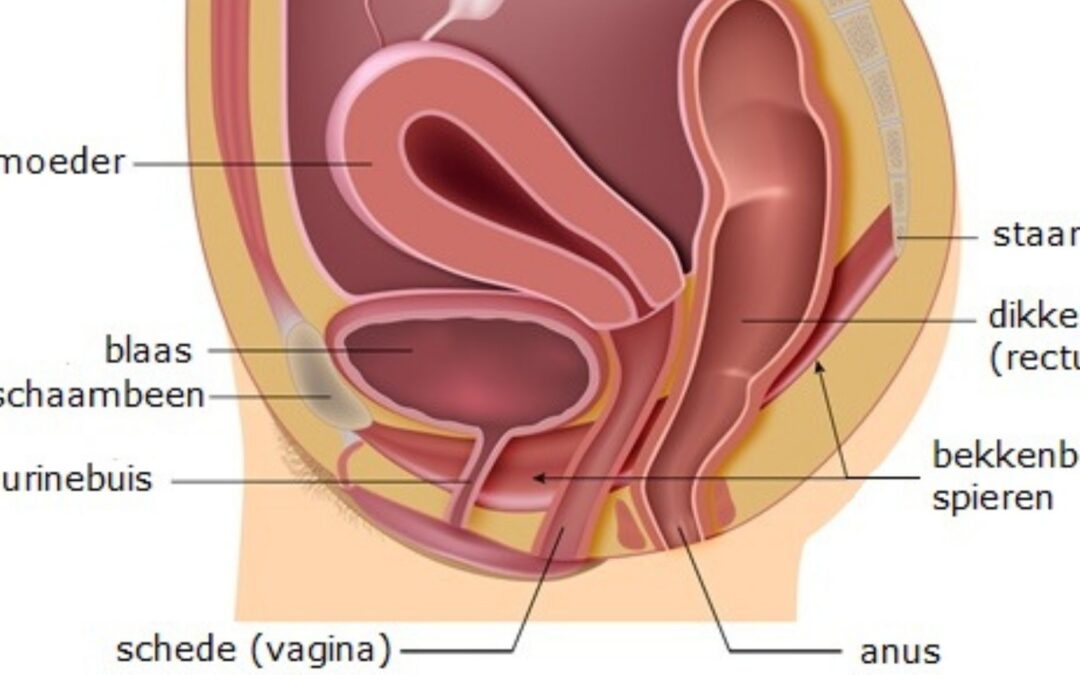 Bekkenbodem klachten