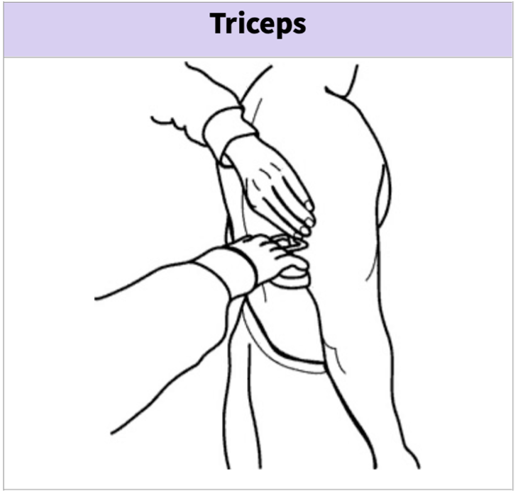Triceps